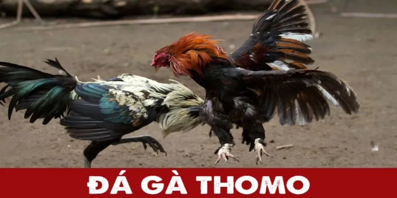 Đá gà thomo chiến thuật hiệu quả